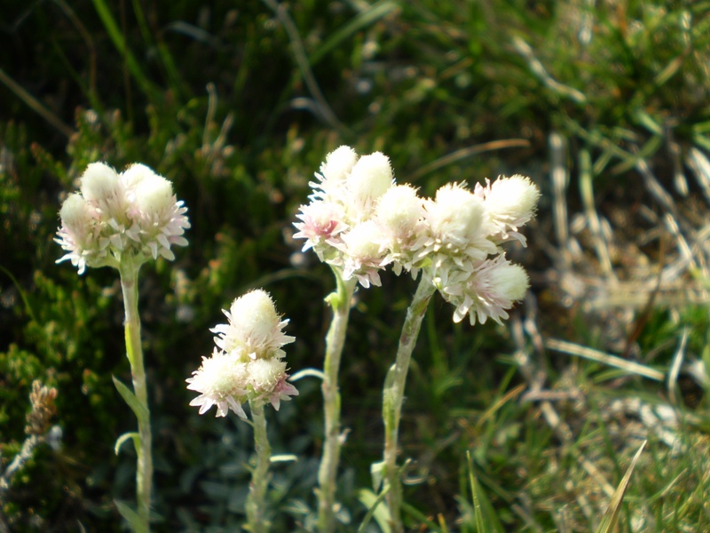 (Alpi Apuane, MS)  Antennaria dioica / Sempiterni di montagna